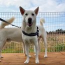 제주펫스쿨 | 제주 강아지 운동장, 행동 교정 수업도 가능한 제주펫스쿨 대관 후기(개모임)