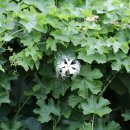 산과 들의 약용식물 이미지