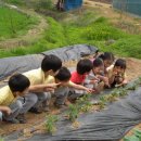 화곡농장 이미지