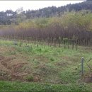 이하영농장 이미지