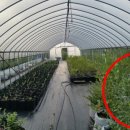 안서농장 이미지