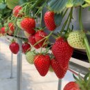 다혜농장 이미지