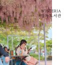 서울 정독도서관 등나무 여긴 분홍색 꽃도 있어요! (구내식당 이용후기)