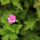 하늘타리