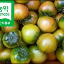 무농약 대저짭짤이 토마토 종료 이미지
