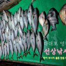 영광호14호 | 부산 다대포 선상 흘림낚시 참돔 돌돔 부시리 방어 영창낚시