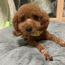 도담도담이발소 | [제품후기]강아지 항산화 영양제 마이펫닥터 클로디올드