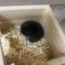 제주 골든햄스터 분양 볼주머니 | [옹깜이의 지구여행일지1] 골든햄스터 4월에 분양받고 지금까지의 근황