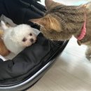 고요가하우스