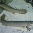 Polypterus senegalus senegalus 이미지