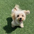 털로덮인 친구들 커먼그라운드점 이미지