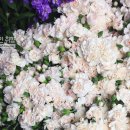 꽃이 좋아 이미지