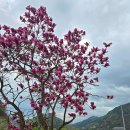 스테이 하루비 춘일 이미지