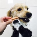위즈펫동물병원 이미지