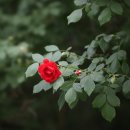 마석중앙로37번길 20 이미지