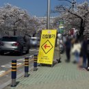 월정교 | 2026 경주 대릉원 돌담길 벚꽃 실시간 만개 축제 전날 후기(월정교 무료 주차)