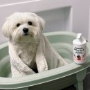 올리라피 이미지