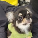 멈머링(mummuring) 이미지