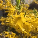 개나리봄약국 이미지