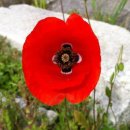 차수은혜 이미지