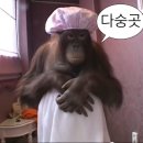 예나옷아이스크림 | [✈️나고야, 다카야마] 히라유 료칸 미야마 오안 대욕탕, 노천탕, 가이세키 후기와 꿀팁