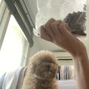 집에서도 간단히 반려견 미용 이미지