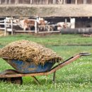 HUMUS AND MANURE 부식물과 거름(축분 등) 이미지