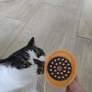 힐링브러쉬 | 고양이 털날림 관리법 | 페스룸 힐링 브러쉬 5년 내돈내산 후기