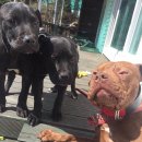 울엄마 양평해장국 이미지