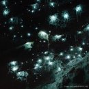 3042 | 시드니 브리즈번 여행 자유여행 코스 일정 투어 추천 여자 혼자 후기 top 3 블루마운틴 투어 포트스테판