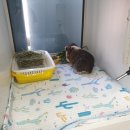 마리호텔(마리모텔) | [소동물 카페·분양·호텔·목욕] 작은숲 호텔에 온 아이들 후기입니다.