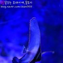 츄라우미 - 강남구 언주로93길 21 | 츄라우미