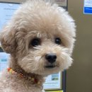 뭉구 애견 이미지