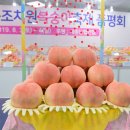 복숭아쉼터 이미지