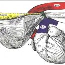 24시알파동물메디컬센터 이미지