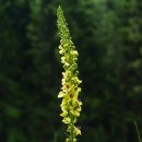 정원야생화 이미지