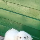 야로동물병원 이미지