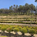 고인목장 | 수목장 추모목은 고인 삶,생 을 그릴수있습니다