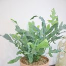 바다향기블루 이미지