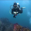 ㈜제주스타렌탈2 | [제주스쿠버다이빙] 체험·펀다이빙 전문 다이브버블즈 후기