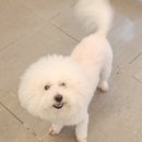 애견미용 이미지