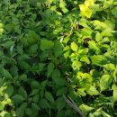 천만농장 이미지