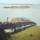 여름목장 이미지