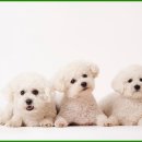 도래동물병원 이미지