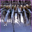 황태덕장 이미지