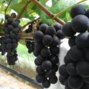 읍내로6번길 이미지