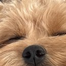 도그메종 이미지