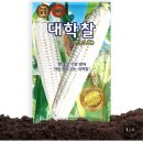 제일종묘사 | 옥수수 품종 결정하다