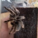 마이차우 이미지