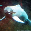 포유동물綱 - 고래目 - 아마존강돌고래科 - 아마존강돌고래 이미지